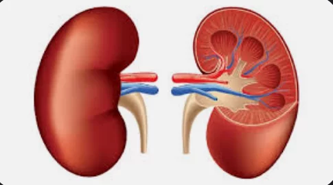 मृगौला र मृगौला रोग सम्बन्धी बुझनै पर्ने कुराहरु