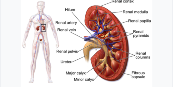 मृगौला रोग : लक्षण र बच्ने उपाय